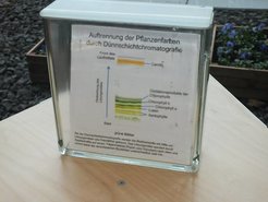 Mithilfe einer Chromatografie kann festgestellt werden, aus welchen Bestandteilen ein Stoffgemisch, beispielsweise Pflanzenfarbstoffe, bestehen. Foto: Susanne Benner
