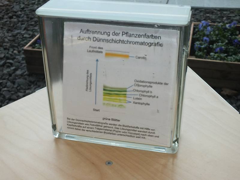 Diagram illustrating separation of plant pigments by thin-layer chromatography.