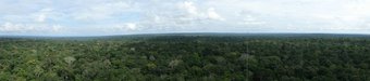 View of the Amazonian rainforest. Photo: Christopher Pöhlker View of the Amazonian rainforest. Photo: Christopher Pöhlker
