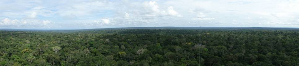 View of the Amazonian rainforest. Photo: Christopher Pöhlker