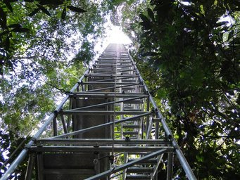 Messturm im brasilianischen Regenwald. Bild: MPI für Chemie Metal scaffolding tower rising vertically amidst dense green foliage.