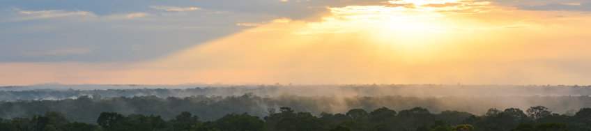 Sonnenuntergang mit Nebel über dem Wald
