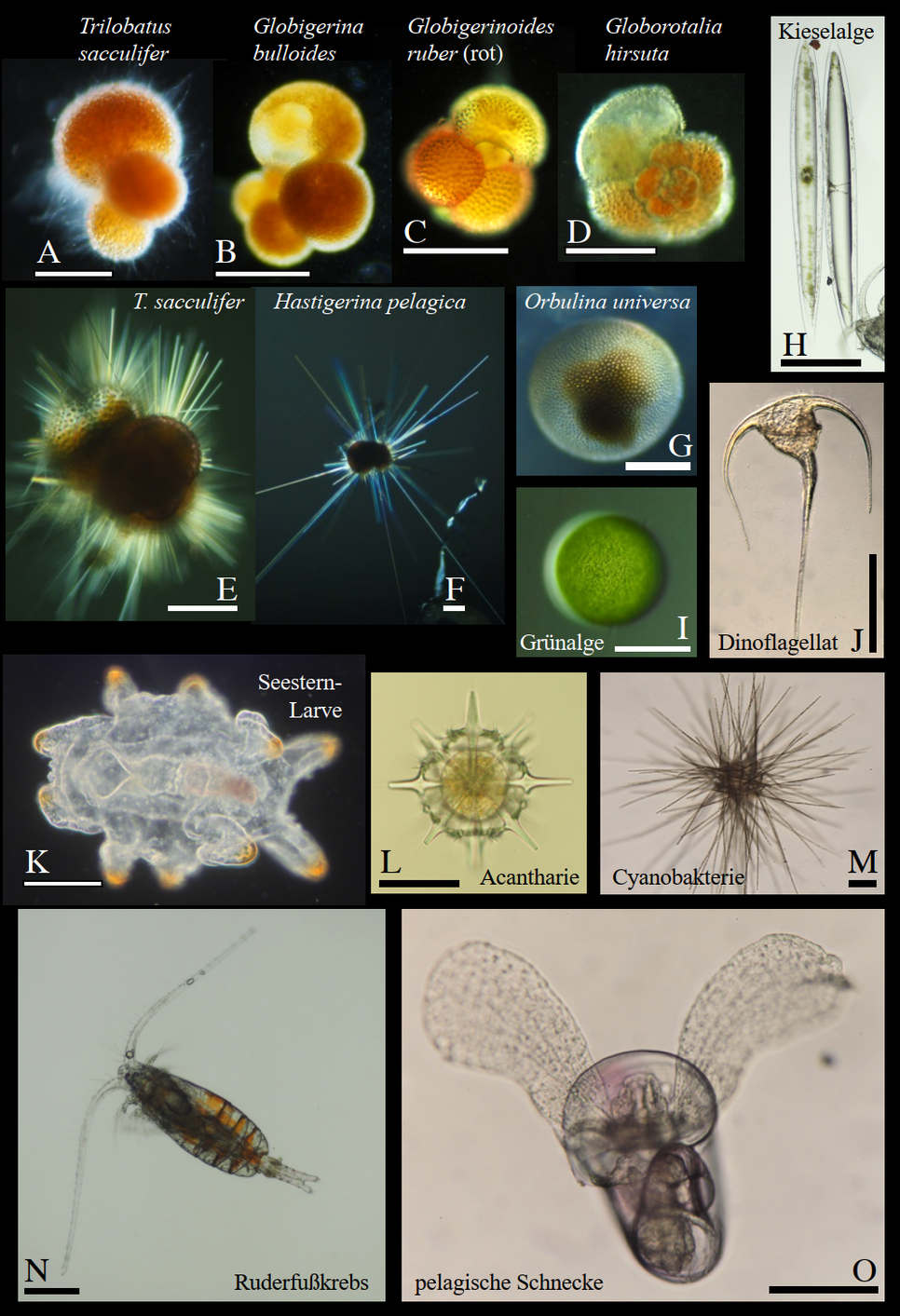 Plankton im oberflächig durchmischten Ozean des Madeirabeckens bis 40 m Wassertiefe. Planktische Foraminiferen (Bilder A-G) sind Einzeller und gehören zum kalkigen Zooplankton mithilfe dessen Klimawechsel der vergangenen 100 Millionen Jahre rekonstruiert werden. A-C haben die Stacheln verloren, die bei E und F z.T. noch vorhanden sind. Bei A ist die lebende Zelle als grauer Schleier zu erkennen. Algen (H-J) produzieren Sauerstoff in der euphotischen Zone des Ozeans. Seestern-Larven (K) sind schwimmende Entwicklungsstadien der bodenbewohnenden Seesterne, ein typischer Lebenszyklus mariner Organismen. Acantharien (L) sind planktische Strahlentierchen mit einem Skelett aus Strontiumsulfat. Cyanobakterien (M) der Gattung Trichodesmium fixieren atmosphärischen Stickstoff im nährstoffarmen Ozean wie dem Madeirabecken. Ruderfusskrebse (N) gehören zum Metazooplankton und dienen den Foraminiferen als Nahrung. Pelagische Schnecken (“Pteropoden”) haben den Gleitfuss zu ”Flügeln” umgebildet und besitzen ein kalkiges Gehäuse (Aragonit). Die weissen und schwarzen Massstabsleisten zeigen 0,2 mm. Photos von Otto Larink, S/Y Seibold Expedition ES19D03.