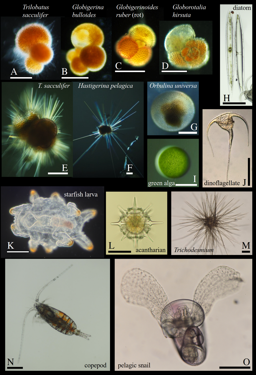 Plankton in the mixed surface layer of the Madeira Basin in the North Atlantic ocean, sampled down to 40 m depth. Planktic foraminifers (Photos A-G) are protozoa and are part of the calcifying zooplankton with which climate changes in the last 100 million years may be reconstructed. A-C have lost their spikes, which are still present in E and F. In A the living cell is visible as a grey haze. Algae (H-J) produce oxygen in the euphotic zone of the ocean. Seastar larvae (K) are a free living life stage of the bottom-dwelling seastars, a typical life cycle in marine organisms. Acantharia (L) are planktic radiolaria with a strontiumsulphate skeleton. Cyanobacteria (M) of the genus Trichodesmium fix atmospheric nitrogen in nutrient-depleted parts of the ocean such as the Madeiran Basin. Copepods (N) are part of the metazooplankton and serve as food for the foraminifers. Pelagic snails, or pteropods, have their foot structure adapted into “wings” and have a calcareous shell (aragonite). The white and black scale bars indicate 0.2mm. Photos courtesy of Otto Larink, S/Y Eugen Seibold cruise ES19D03. Plankton in the mixed surface layer of the Madeira Basin in the North Atlantic ocean, sampled down to 40 m depth. Planktic foraminifers (Photos A-G) are protozoa and are part of the calcifying zooplankton with which climate changes in the last 100 million years may be reconstructed. A-C have lost their spikes, which are still present in E and F. In A the living cell is visible as a grey haze. Algae (H-J) produce oxygen in the euphotic zone of the ocean. Seastar larvae (K) are a free living life stage of the bottom-dwelling seastars, a typical life cycle in marine organisms. Acantharia (L) are planktic radiolaria with a strontiumsulphate skeleton. Cyanobacteria (M) of the genus Trichodesmium fix atmospheric nitrogen in nutrient-depleted parts of the ocean such as the Madeiran Basin. Copepods (N) are part of the metazooplankton and serve as food for the foraminifers. Pelagic snails, or pteropods, have their foot structure adapted into “wings” and have a calcareous shell (aragonite). The white and black scale bars indicate 0.2mm. Photos courtesy of Otto Larink, S/Y Eugen Seibold cruise ES19D03.