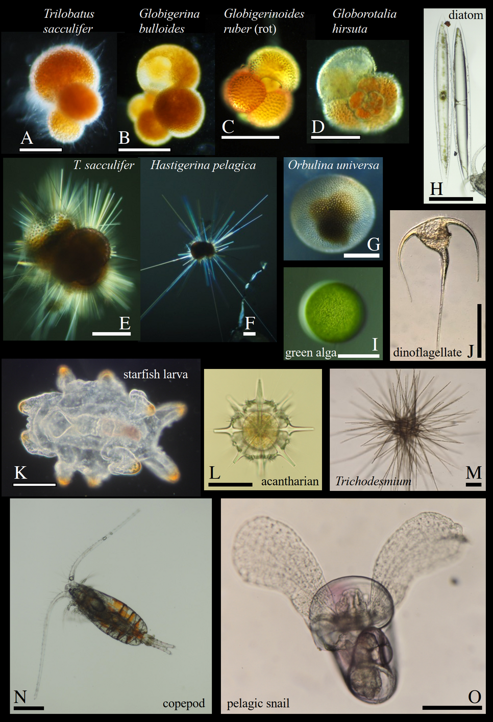 Plankton in the mixed surface layer of the Madeira Basin in the North Atlantic ocean, sampled down to 40 m depth. Planktic foraminifers (Photos A-G) are protozoa and are part of the calcifying zooplankton with which climate changes in the last 100 million years may be reconstructed. A-C have lost their spikes, which are still present in E and F. In A the living cell is visible as a grey haze. Algae (H-J) produce oxygen in the euphotic zone of the ocean. Seastar larvae (K) are a free living life stage of the bottom-dwelling seastars, a typical life cycle in marine organisms. Acantharia (L) are planktic radiolaria with a strontiumsulphate skeleton. Cyanobacteria (M) of the genus Trichodesmium fix atmospheric nitrogen in nutrient-depleted parts of the ocean such as the Madeiran Basin. Copepods (N) are part of the metazooplankton and serve as food for the foraminifers. Pelagic snails, or pteropods, have their foot structure adapted into “wings” and have a calcareous shell (aragonite). The white and black scale bars indicate 0.2mm. Photos courtesy of Otto Larink, S/Y Eugen Seibold cruise ES19D03.