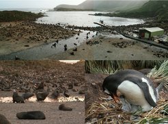 Impressions from Bird Island. Pictures: J. Schmale, MPIC