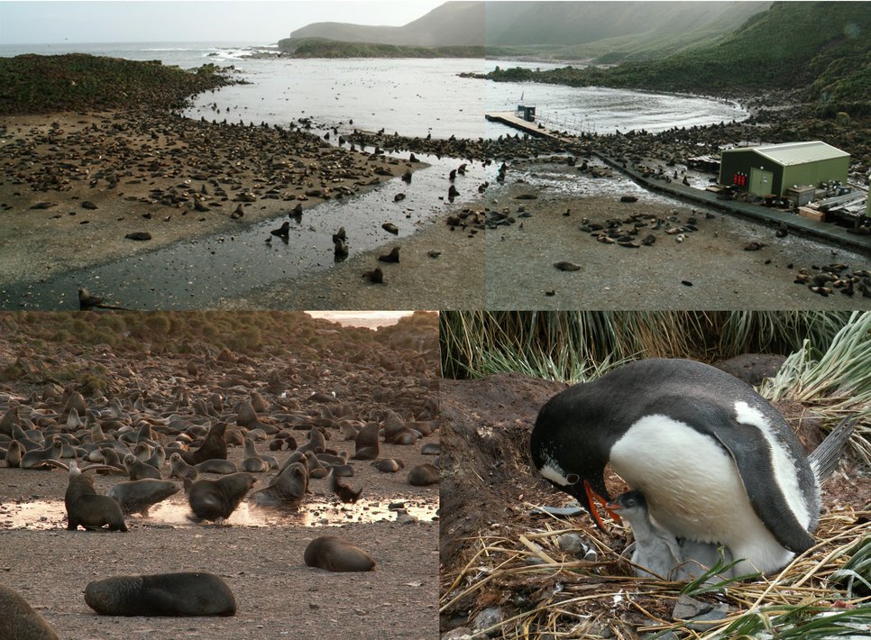 Impressions from Bird Island. Pictures: J. Schmale, MPIC