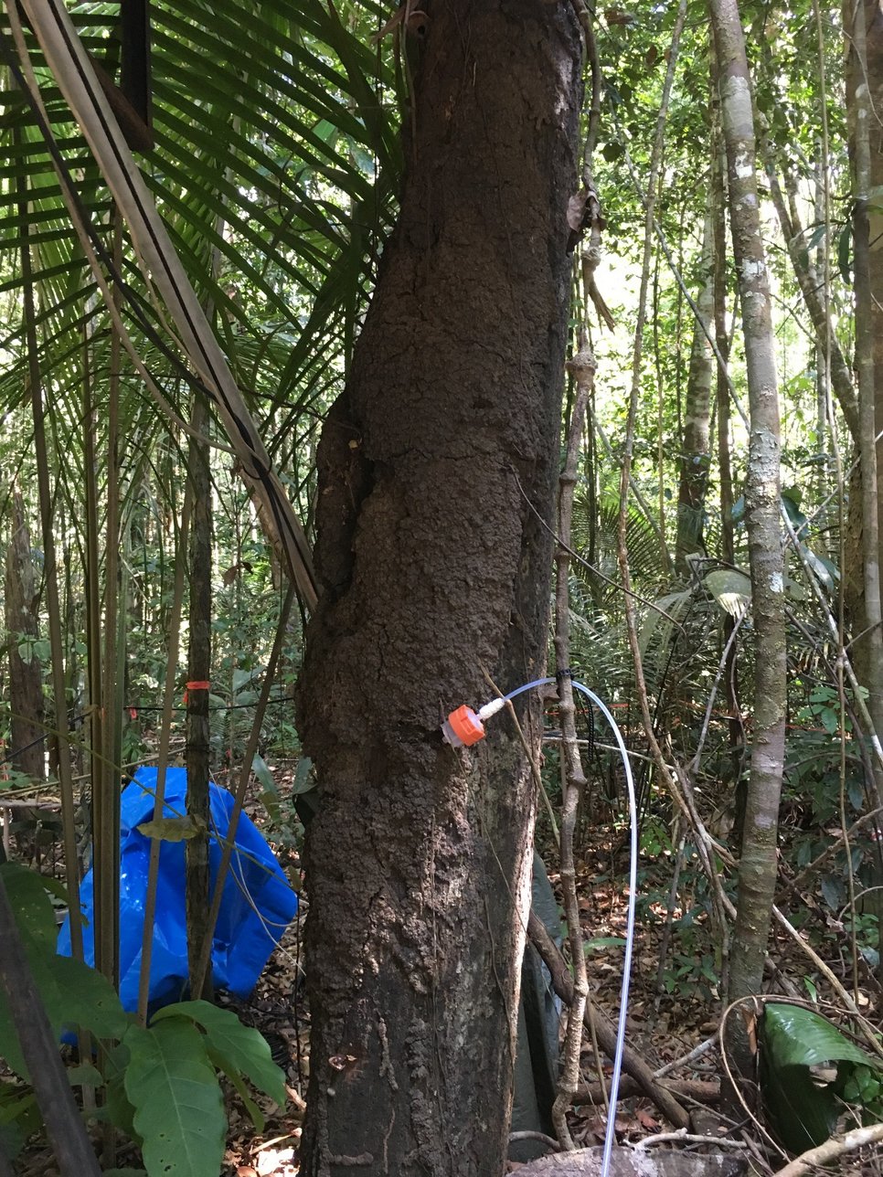 A tree in the dense rainforest with an orange sensor attached to it with a cable for environmental measurements. More plants and a blue cloth are visible in the background.