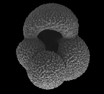 Foraminiferen lebten bereits vor Millionen von Jahren im Südpolarmeer. Ihre im Sediment des Meeresbodens konservierten Schalen sind ein Art Klimaarchiv. Die Isotopenzusammensetzung der Schale von Globigerina bulloides gibt Aufschluss über die Meerestemperatur zu Lebzeiten des Mikrofossils. Quelle: Thomas Leutert, verändert nach Nature Geoscience. Schwarz-Weiß-Bild eines Foraminiferen-Gehäuses, aufgenommen mit einem Elektronenmikroskop. Es zeigt die komplexe, poröse Struktur des Gehäuses, das sich aus vier kugelförmigen Gebilden zusammensetzt