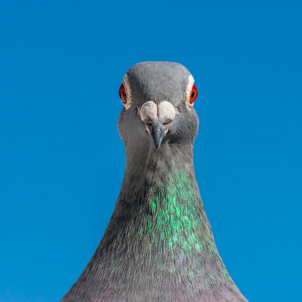 A pigeon captured in a direct frontal view, displaying striking red eyes and iridescent green plumage, set against a vibrant blue sky.