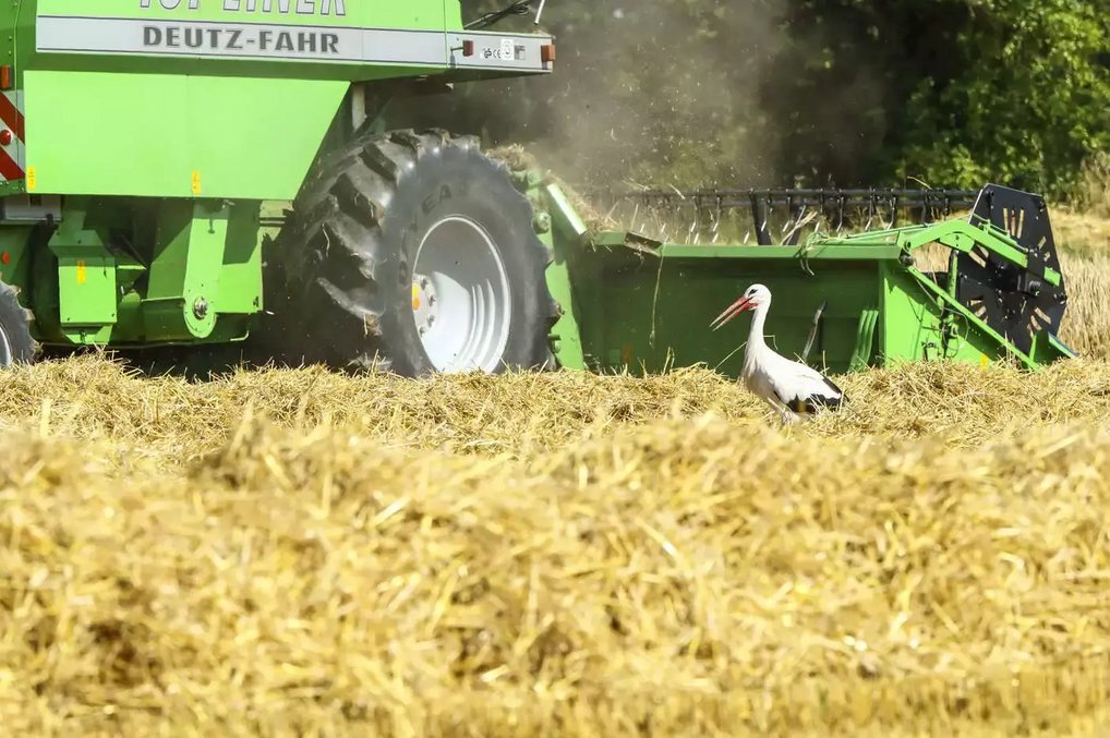 Die Beutetiere von Störchen leben gerne in hohem Gras. Für die Vögel ist die Nahrungssuche einfacher, wenn die Wiesen frisch gemäht sind. Ein weißer Storch steht zwischen goldenen Stoppeln auf einem Feld, während ein grüner Deutz-Fahr Mähdrescher im Hintergrund arbeitet.