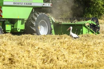 Die Beutetiere von Störchen leben gerne in hohem Gras. Für die Vögel ist die Nahrungssuche einfacher, wenn die Wiesen frisch gemäht sind. Ein weißer Storch steht zwischen goldenen Stoppeln auf einem Feld, während ein grüner Deutz-Fahr Mähdrescher im Hintergrund arbeitet.
