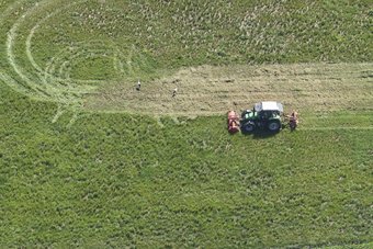 Häufig tauchen schon kurz nach Beginn des Mähens die ersten Störche auf. Der Geruch des frisch geschnittenen Grases lockt sie an. Häufig tauchen schon kurz nach Beginn des Mähens die ersten Störche auf. Der Geruch des frisch geschnittenen Grases lockt sie an.
