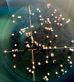 These white lumps are fossilized foraminifera from an Arctic Ocean sediment core, magnified 30 times. The researchers used organic material inside these “forams” — plankton that grew in surface waters, then died and sank to the sea floor — to measure the isotopic composition of nitrogen.
