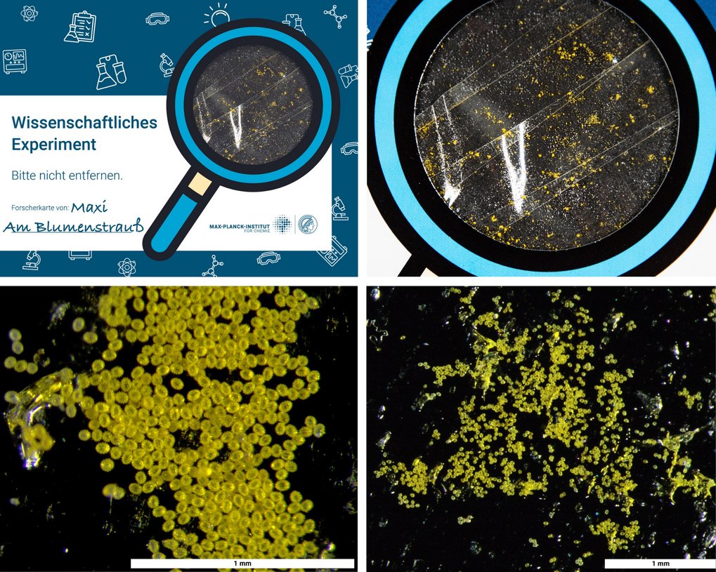 Auf diesem Forscherkärtchen siehst Du die Pollen von Sonnenblumen - links und rechts oben mit dem Handy aufngenommen, unten mit dem Lichtmikroskop.