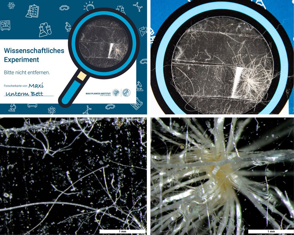 Und so kann es in einem Einfamilienhaus unter dem Bett aussehen: Zu sehen sind hier Hausstaub und Hundehaare - einmal oben, mit der Handykamera aufgenommen und rechts und links unten mit dem Lichtmikroskop.