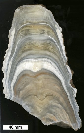 Aufgeschnittener Stalagmit: Die Wachstumsbänderung liefert Forschenden präzise Informationen zu klimatischen Veränderungen über Jahrtausende hinweg. Hier ein Tropfstein aus Marokko. Aufgeschnittener Stalagmit: Die Wachstumsbänderung liefert Forschenden präzise Informationen zu klimatischen Veränderungen über Jahrtausende hinweg. Hier ein Tropfstein aus Marokko.