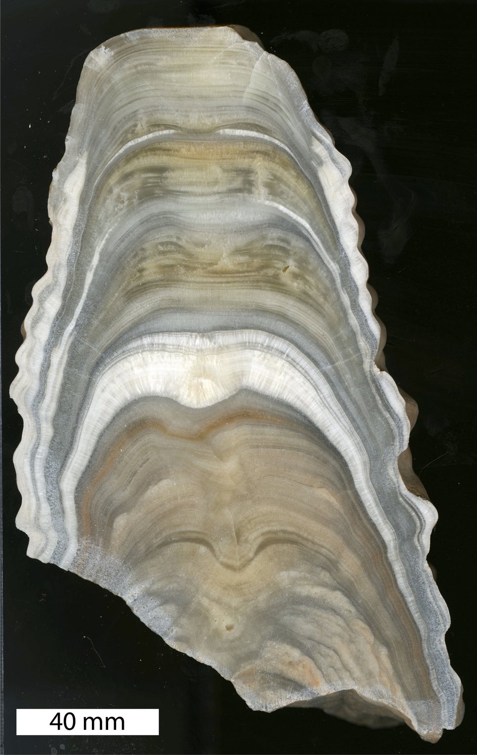 Stalagmite cut open: The growth change provides researchers with precise information on climatic changes over millennia.Here a stalagmite from Morocco.