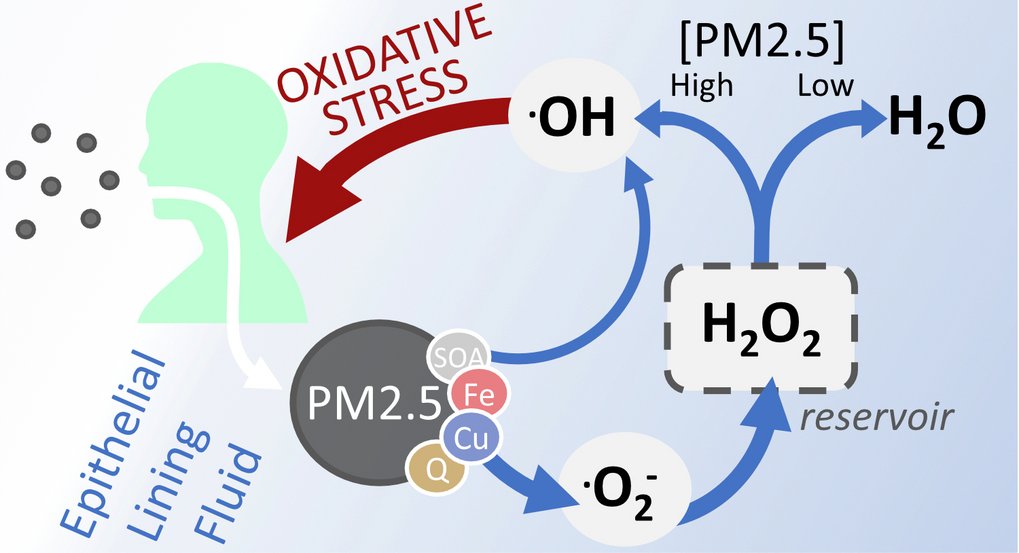 Simulationen zeigen, dass das Einatmen von Feinstaubpartikeln (PM2.5) zum Aufbau eines Wasserstoffperoxid-Reservoirs beiträgt. Bei geringer Feinstaubbelastung wird ein großer Teil dieses Wasserstoffperoxids (H2O2) in harmlose Produkte wie zum Beispiel Wasser umgewandelt. Bei hoher Belastung hingegen werden größere Mengen in schädliche Hydroxyl-Radikale (OH) umgewandelt. Grafik: Simulationen zeigen, dass das Einatmen von Feinstaubpartikeln (PM2.5) zum Aufbau eines Wasserstoffperoxid-Reservoirs beiträgt. Bei geringer Feinstaubbelastung wird ein großer Teil dieses Wasserstoffperoxids (H2O2) in harmlose Produkte wie zum Beispiel Wasser umgewandelt. Bei hoher Belastung hingegen werden größere Mengen in schädliche Hydroxyl-Radikale (OH) umgewandelt.