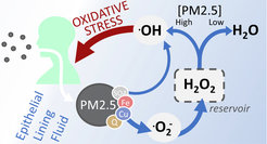 Simulations show that inhalation of fine particulate matter (PM2.5) contributes to the buildup of an H2O2 reservoir. At low levels of particulate matter, much of the H2O2 is converted into harmless products such as water. At high exposure, larger amounts are converted into harmful OH.