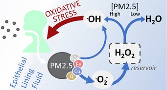 Simulations show that inhalation of fine particulate matter (PM2.5) contributes to the buildup of an H2O2 reservoir. At low levels of particulate matter, much of the H2O2 is converted into harmless products such as water. At high exposure, larger amounts are converted into harmful OH. Simulations show that inhalation of fine particulate matter (PM2.5) contributes to the buildup of an H2O2 reservoir. At low levels of particulate matter, much of the H2O2 is converted into harmless products such as water. At high exposure, larger amounts are converted into harmful OH.
