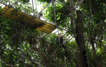 Im künstlichen Regenwald der Biosphere 2 setzten Forschende die Pflanzen 9,5 Wochen Dürre ausund beobachteten, welche Strategien unterschiedliche Pflanzen gegen die Trockenheit anwendeten. Künstlicher Regenwald uner Glas, Metallstreben
