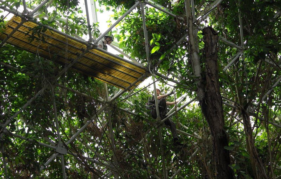 Experimental rainforest, metal frames