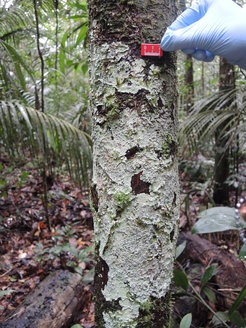 Tree trunk with lichens, damp leaves on the ground, palm fronds – in the Amazon rainforest.