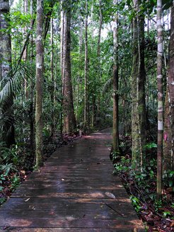 trees in the Amazon rainforest on the left and right, with a moist wooden path in between.