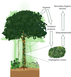 The diagram illustrates how mosses and lichens participate in the rainforest cycle. They produce chemical compounds of the sesquiterpenoid type. These react quickly with ozone and form oxygenated compounds and particles in the air.