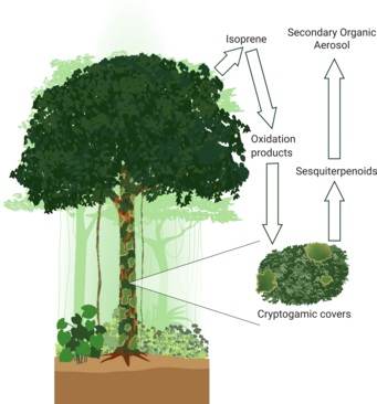 The diagram illustrates how mosses and lichens participate in the rainforest cycle. They produce chemical compounds of the sesquiterpenoid type. These react quickly with ozone and form oxygenated compounds and particles in the air. The diagram illustrates how mosses and lichens participate in the rainforest cycle. They produce chemical compounds of the sesquiterpenoid type. These react quickly with ozone and form oxygenated compounds and particles in the air.