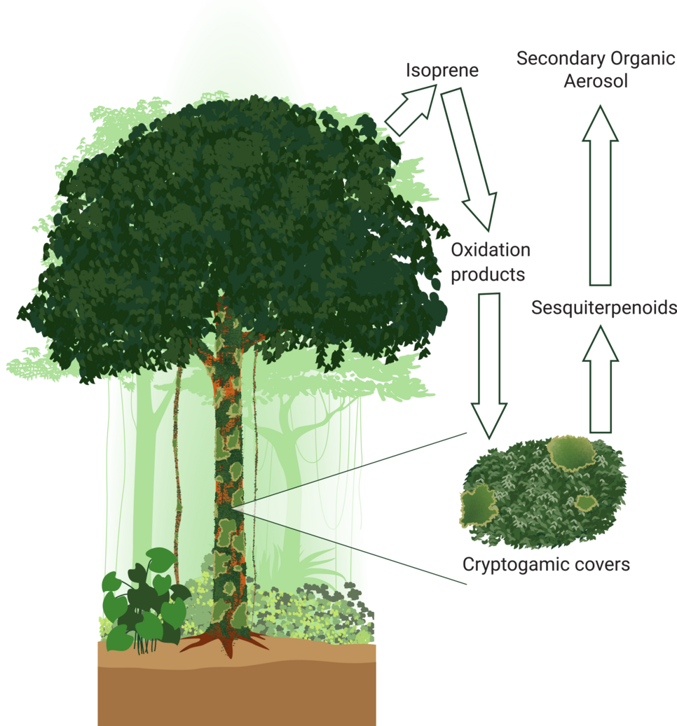 The diagram illustrates how mosses and lichens participate in the rainforest cycle. They produce chemical compounds of the sesquiterpenoid type. These react quickly with ozone and form oxygenated compounds and particles in the air.