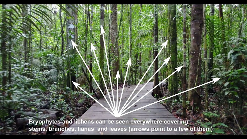 Lichens and mosses in the Amazon rainforest. Drone flight.