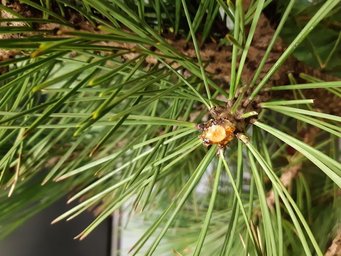 The resin secreted by a damaged conifer to protect the site of the damage has its own characteristic chiral signature within that of the overall emissions of the plant. The resin secreted by a damaged conifer to protect the site of the damage has its own characteristic chiral signature within that of the overall emissions of the plant.