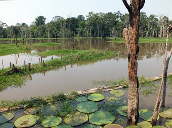 Die Feuchtgebiete Brasiliens wie hier am Amazonas könnten künftig besser geschützt werden. Das dortige Umweltministerium möchte neue Regeln durchsetzen, um die Ökosysteme zu bewahren. Die Vorschläge basieren unter anderem auf einer Studie von Forschern des Max-Planck-Instituts für Chemie. Die Feuchtgebiete Brasiliens wie hier am Amazonas könnten künftig besser geschützt werden. Das dortige Umweltministerium möchte neue Regeln durchsetzen, um die Ökosysteme zu bewahren. Die Vorschläge basieren unter anderem auf einer Studie von Forschern des Max-Planck-Instituts für Chemie.
