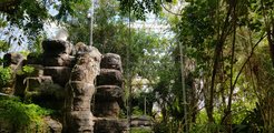artificial rainforest