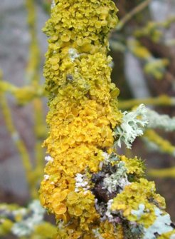 Lichen on a twig. The photo shows various lichen species that have colonized a twig. Lichens as the common orange lichen (Xanthoria parietina) are a symbiosis of a fungus and green or blue green algae (cyanobacteria). They belong to the cryptogamic covers that can fix carbon dioxide and nitrogen depending on the species.