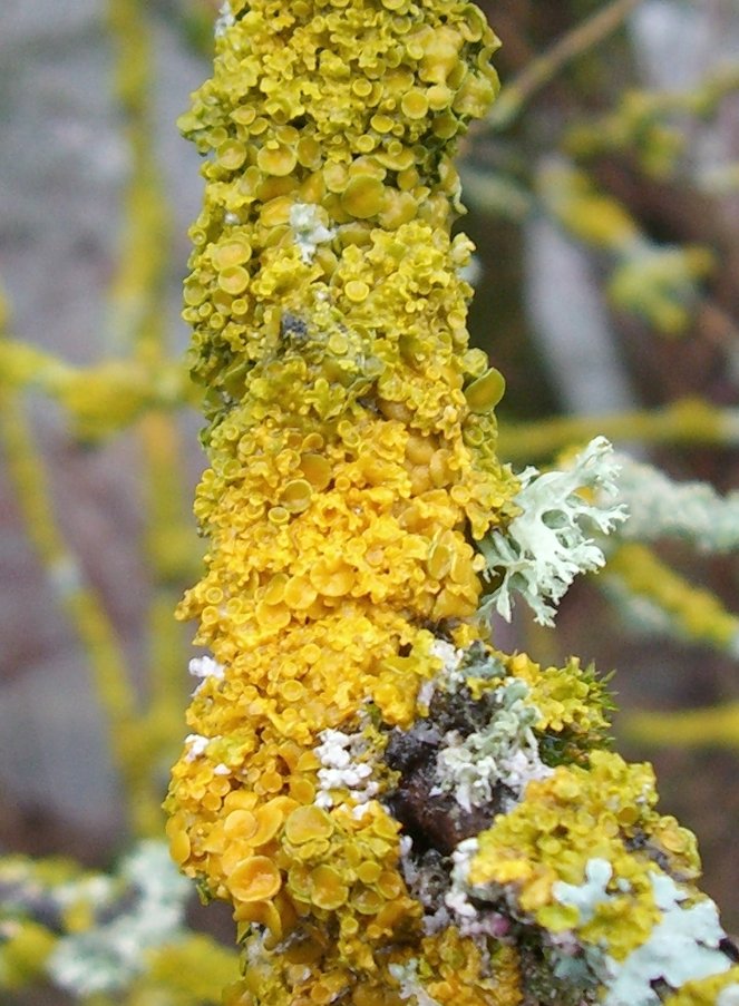 Lichen on a twig. The photo shows various lichen species that have colonized a twig. Lichens as the common orange lichen (Xanthoria parietina) are a symbiosis of a fungus and green or blue green algae (cyanobacteria). They belong to the cryptogamic covers that can fix carbon dioxide and nitrogen depending on the species.