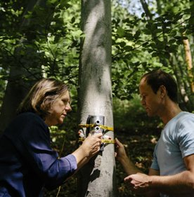 Zwei Personen installieren ein Gerät an einem Baum im bewaldeten Gebiet.
