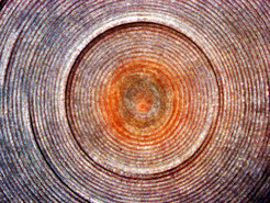 Microscopic image of a glass sponge. The image shows a one millimeter cross section of the skeleton of Monorhaphis chuni. The lamellae grew inside outwards during the 11,000 years. The chemical elements incorporated during this period show that the water temperature in its environment changed significantly several times.