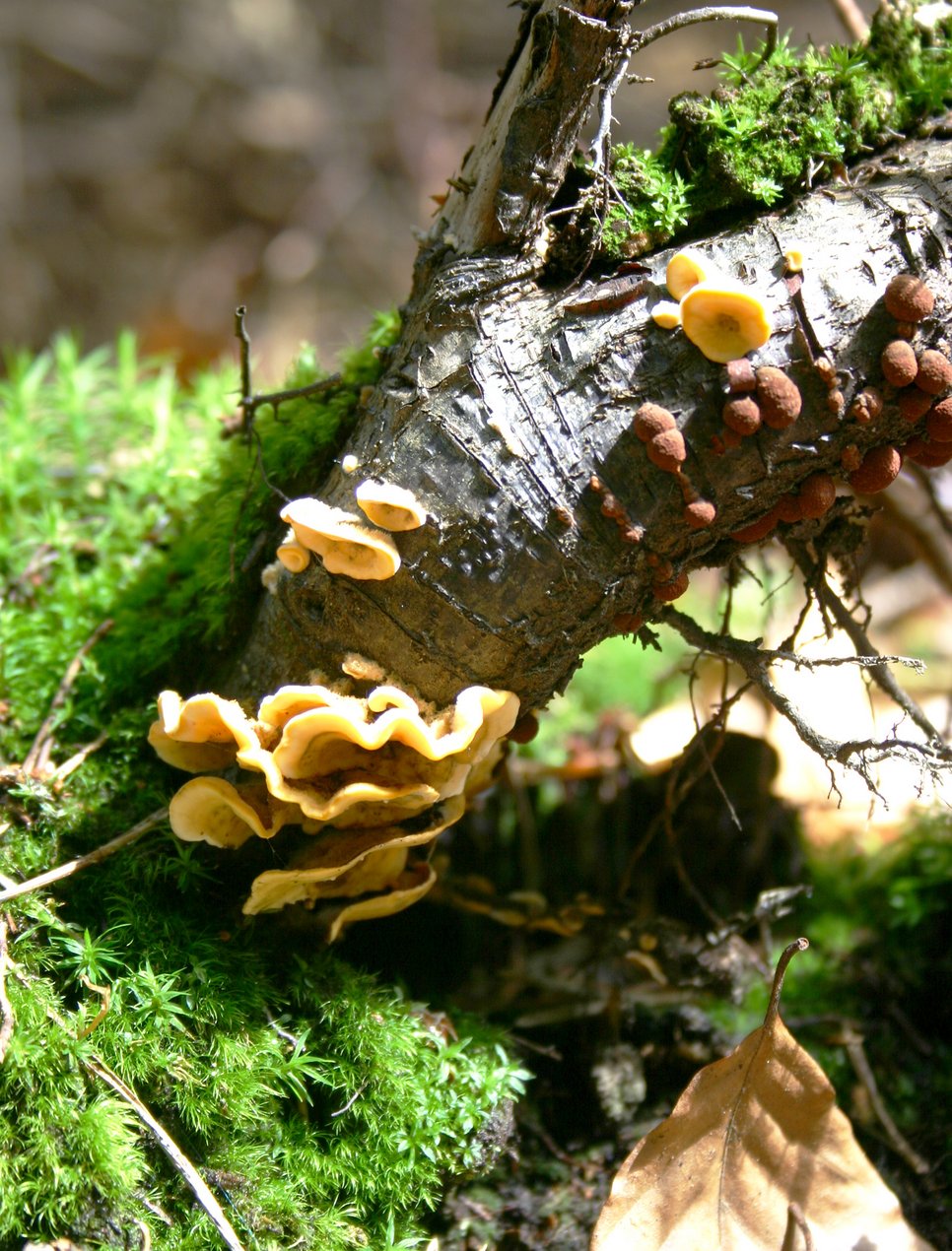 Methane producers grown on wood: Latest research has shown that even fungi release the greenhouse gas. 