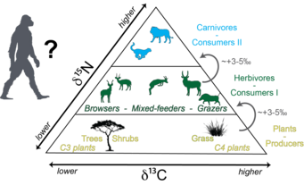 Image modified after Lüdecke & Leichliter et al., 2022 Image modified after Lüdecke & Leichliter et al., 2022