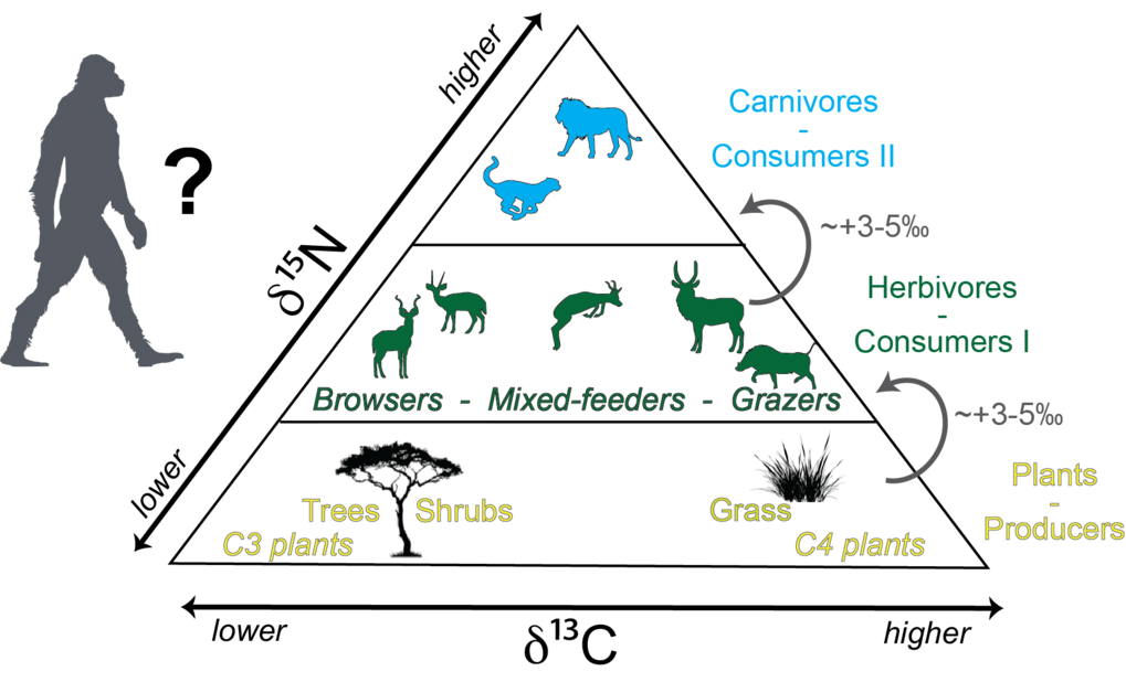 South African Homininis