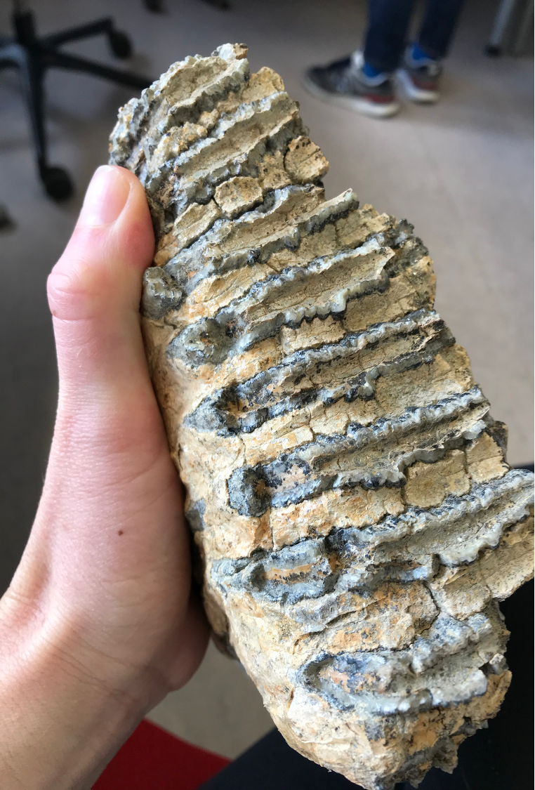 Leibniz Collaborative Excellence: Understanding the “Anthropocene”: human alteration of ecosystems in our deep history