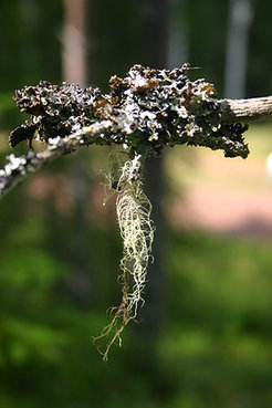 Shrub-shaped, leafy and crusty growth forms of lichens colonize tree barks, but also soil and rocks. The tree merely becomes a surface for hold, but is not used for a parasitic mode of life.