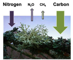 Lichens, mosses and cyanobacteria absorb large quantities of carbon dioxide (CO2) and partially nitrogen (N2) from the atmosphere and emit nitrous oxide (N2O) and small quantities of methane (CH4).
