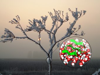 Eiskristalle: Max-Planck Forscher haben herausgefunden, dass bestimmte Bakterien den Ordnungszustand und die Dynamik von Wassermolekülen in Wassertröpfchen beeinflussen können. Dadurch bilden sich Eiskristalle schon bei Null Grad Celsius oder knapp darunter, und nicht erst bei minus 37 Grad Celsius wie in reinem Wasser. Verantwortlich sind Proteinmoleküle an der Bakterienoberfläche. Die Grafik zeigt Oberflächenproteine (grüne Pfeile), die von Wassermolekülen (rot-weiß) umgeben sind. Eiskristalle: Max-Planck Forscher haben herausgefunden, dass bestimmte Bakterien den Ordnungszustand und die Dynamik von Wassermolekülen in Wassertröpfchen beeinflussen können. Dadurch bilden sich Eiskristalle schon bei Null Grad Celsius oder knapp darunter, und nicht erst bei minus 37 Grad Celsius wie in reinem Wasser. Verantwortlich sind Proteinmoleküle an der Bakterienoberfläche. Die Grafik zeigt Oberflächenproteine (grüne Pfeile), die von Wassermolekülen (rot-weiß) umgeben sind.