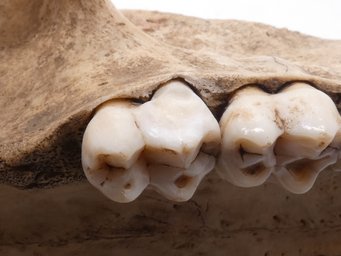 Dentition of a modern baboon (Papio ursinus). These savanna dwelling omnivores provide a prime analogous model for early hominin evolution. They evolved and radiated in parallel with hominins within a similar landscape and time frame. Tina Lüdecke and her colleagues use tooth enamel from dentitions like this to develop the new method.  Dentition of a modern baboon (Papio ursinus).