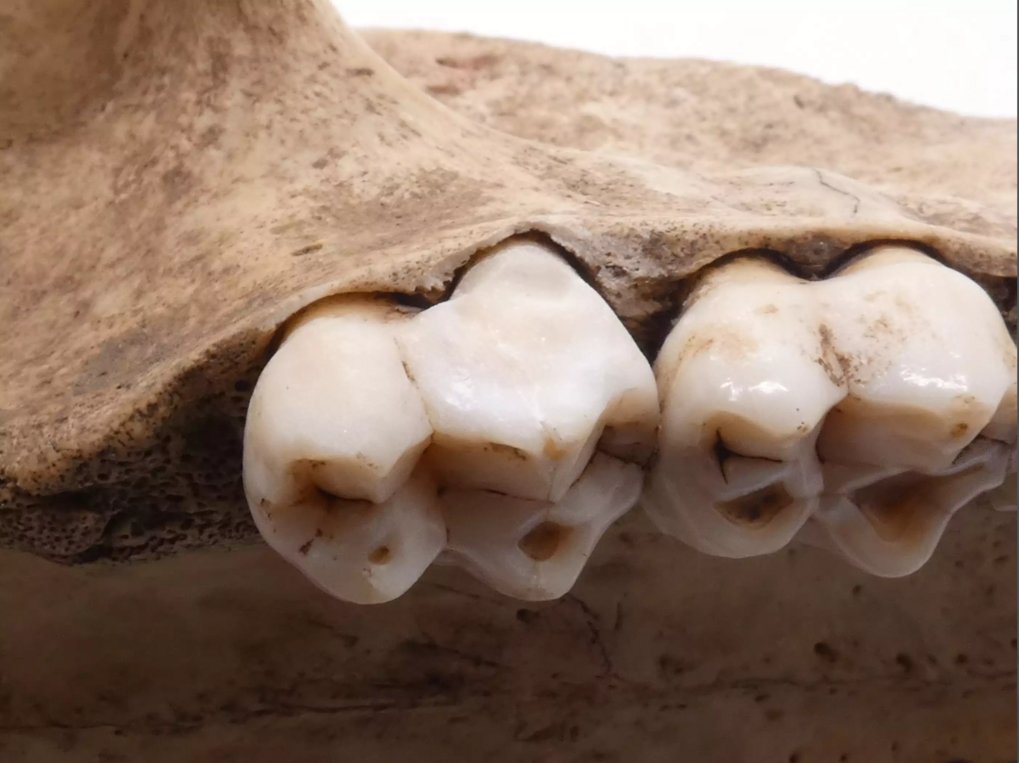 Uncovering the real paleo diet: Scientific team wins HFSP Research Grant