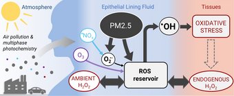 The illustration shows the health effects of atmospheric air pollution. The model simulations of Thomas Berkemeier and his team suggest that PM2.5 acts by conversion of a reservoir of reactive oxygen species (such as peroxides) into highly reactive OH radicals. (These reactions take place in the epithelial lining fluid (ELF), which is a thin aqueous film in the lungs in which inhaled air pollutants dissolve or deposit.)  The illustration shows the harmful effects of air pollution on health.